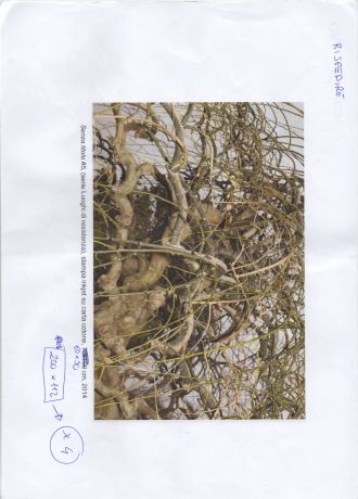 Image description